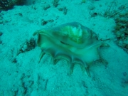 IMG-20211129-WA0008