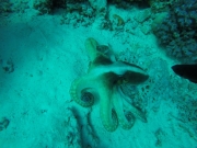 IMG-20211129-WA0009