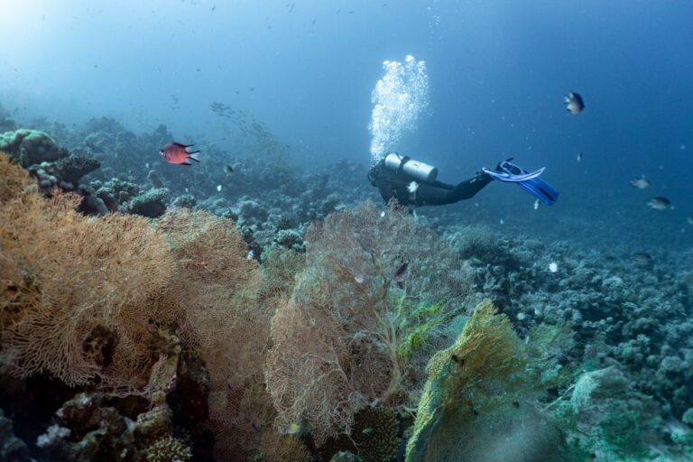Niršana Ēģiptē Hurgadā - Coral Latvia