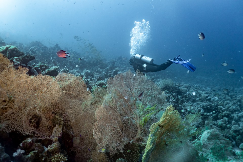 Niršana Ēģiptē Hurgadā - Coral Latvia