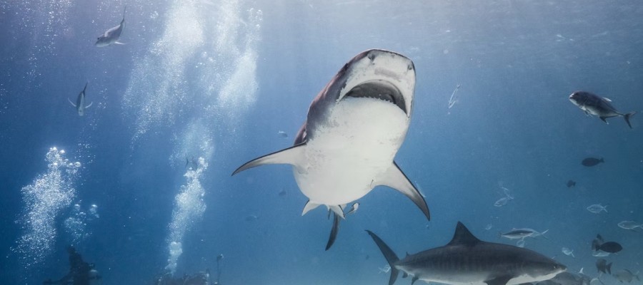 Fuvahmulah sala, niršana Maldīvās